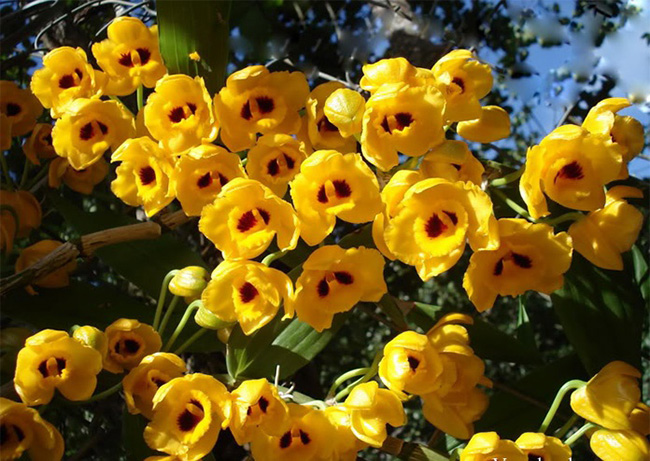 cách trồng lan phi điệp vàng hoa đẹp